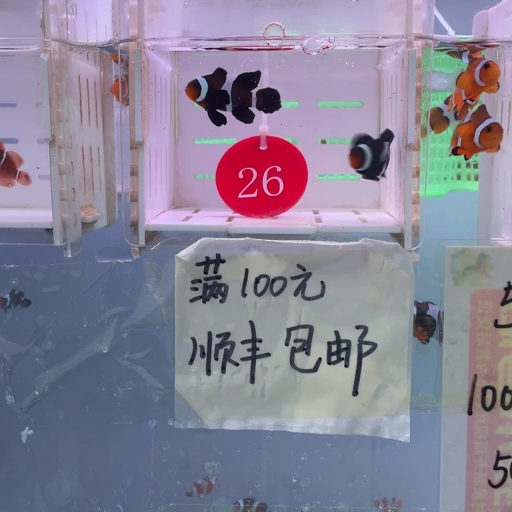 海水鱼精品奥黑礼服2条3-4