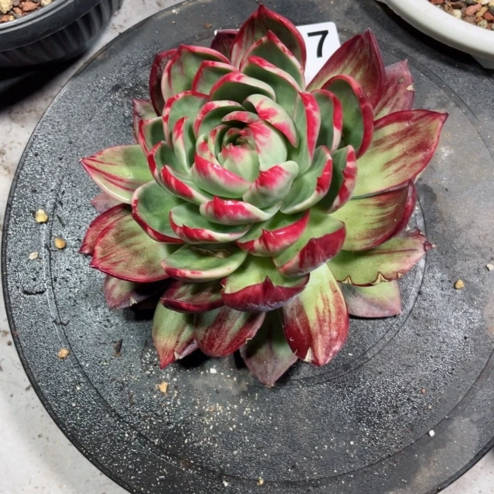 时***浅惊鸿仙子多肉瑕疵福利不退不换A317