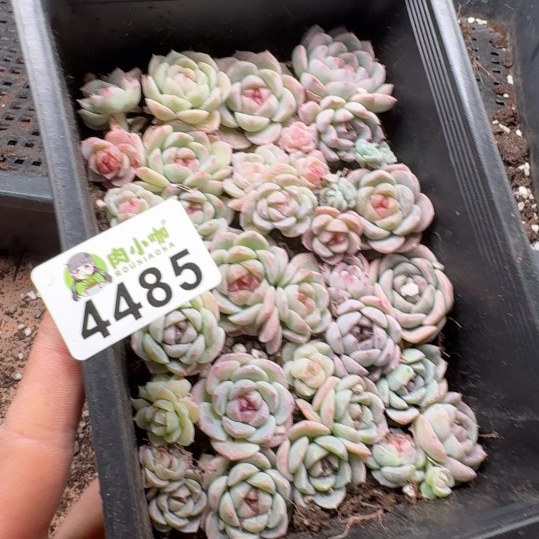 浅***浅多肉植物多肉植物