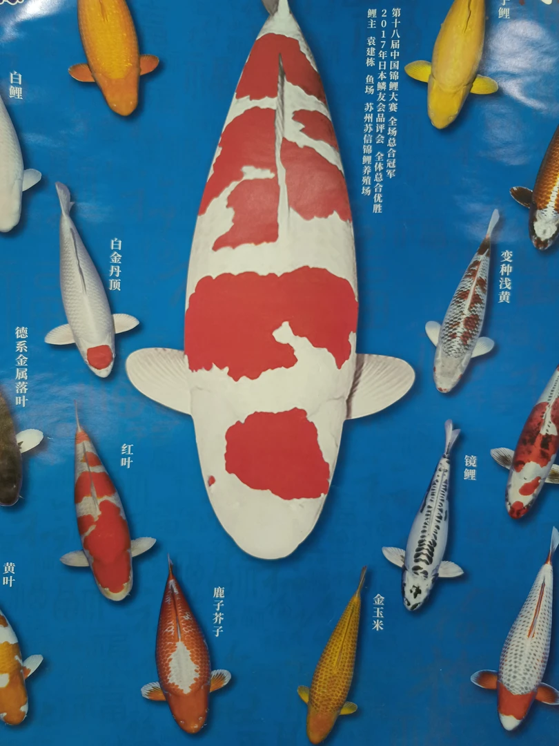 精品血统锦鲤一尾