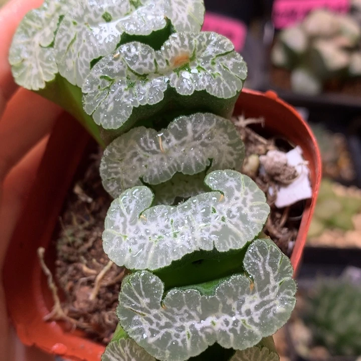 守冰玉扇带盆土发货