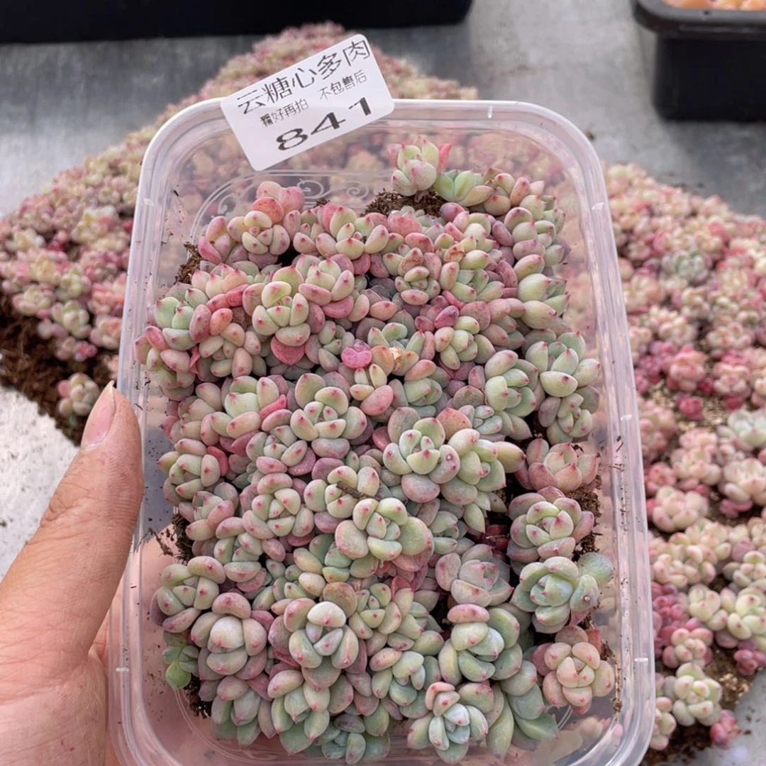 云糖心多肉植物841