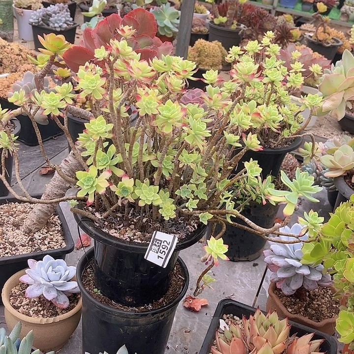 薄化妆1592多肉植物