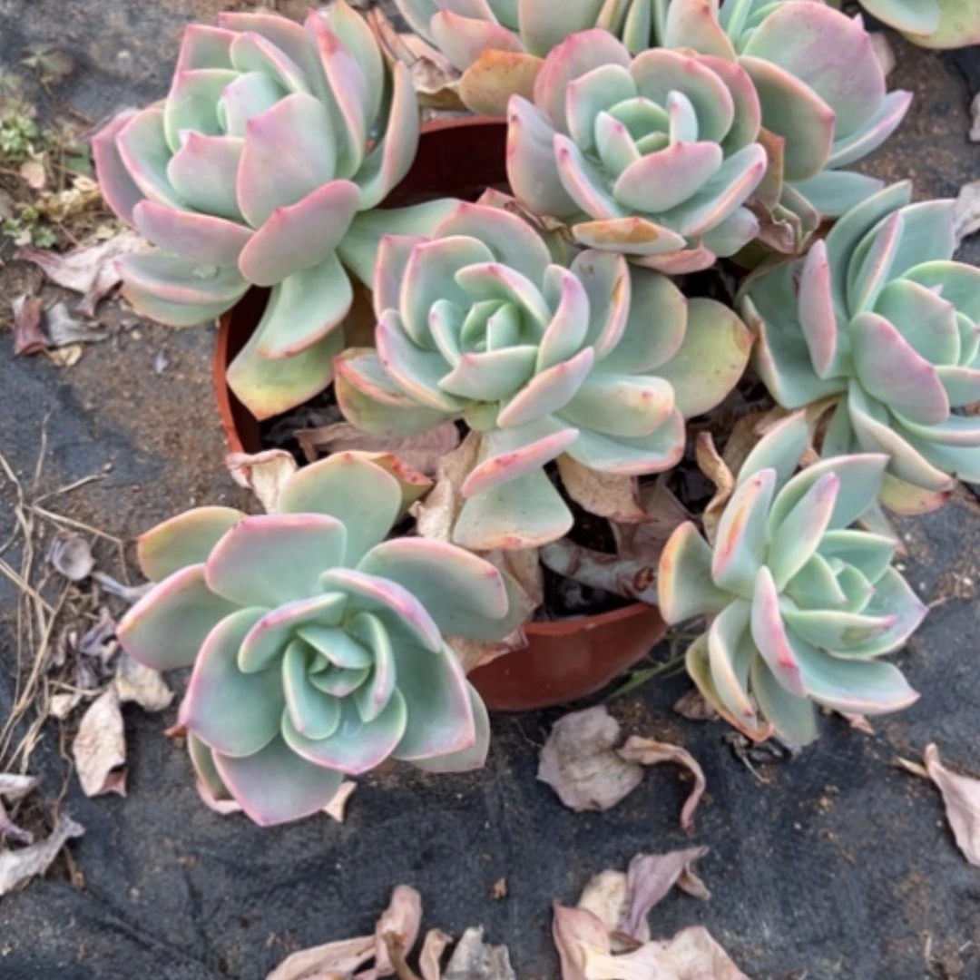 【闪购商品】纸**行白凤