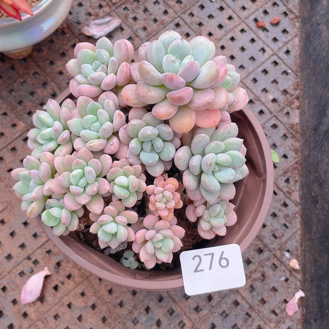 276。棉花糖。