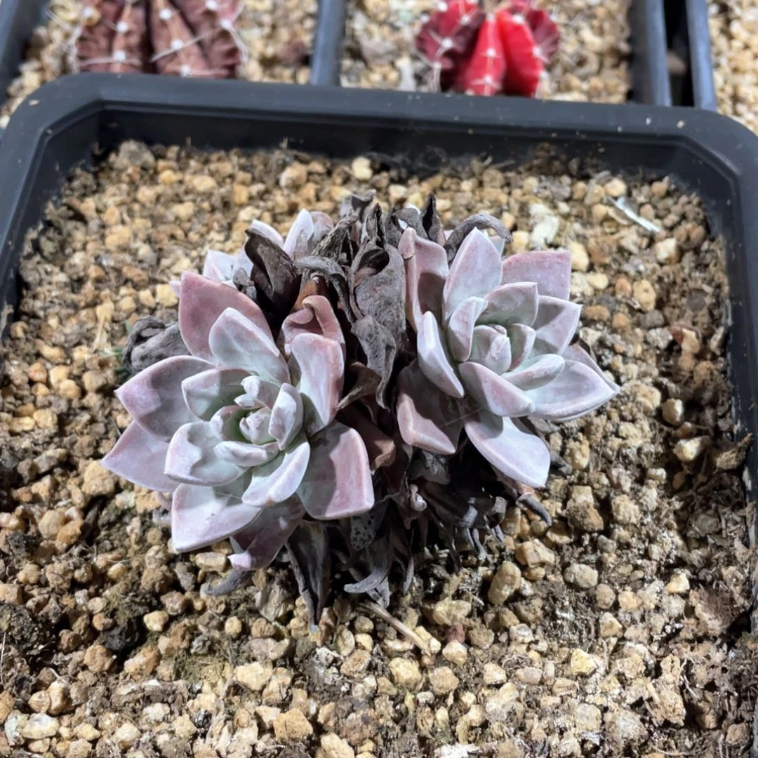 厚叶福利粗桩福利粗桩福利