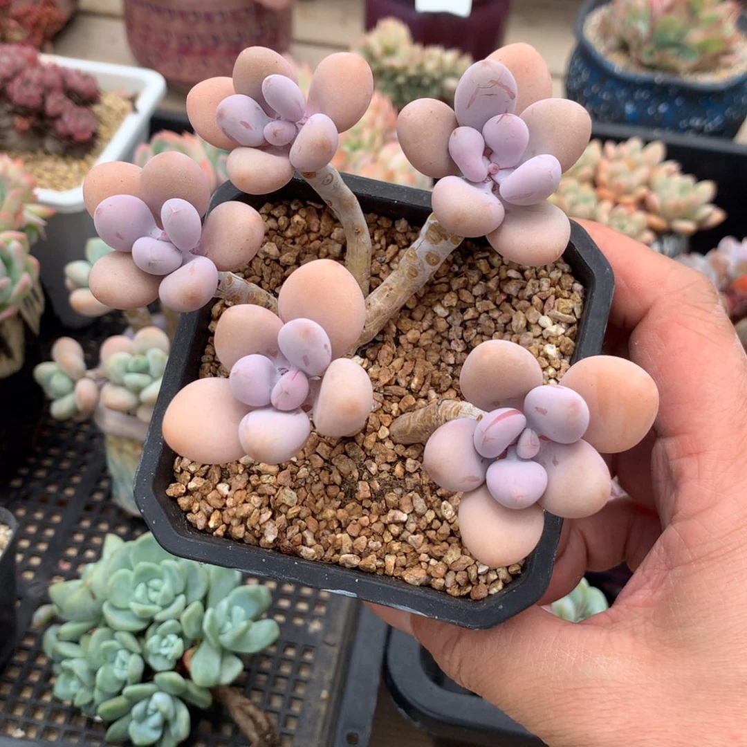 莲***花661桃蛋五头多肉一颗