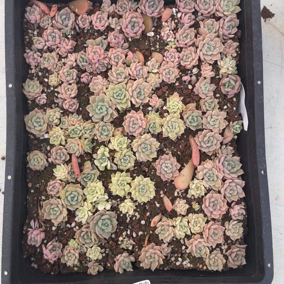 糕大上多肉植物534