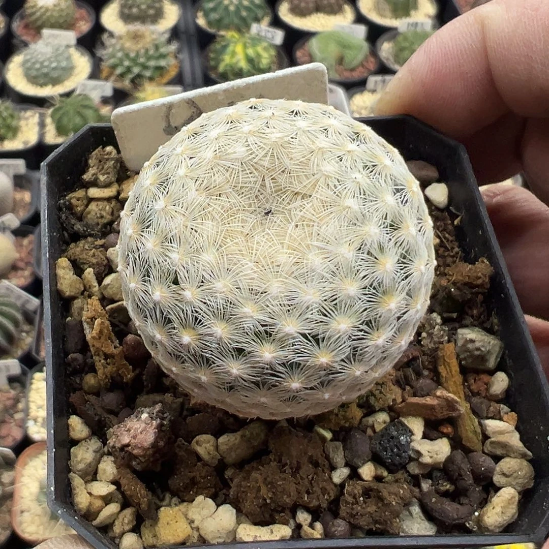 911实生阿久利丸哦哦哦