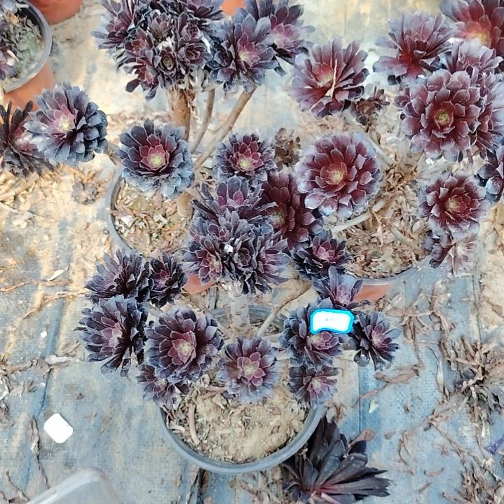 50号老桩法师黑铜壶3颗
