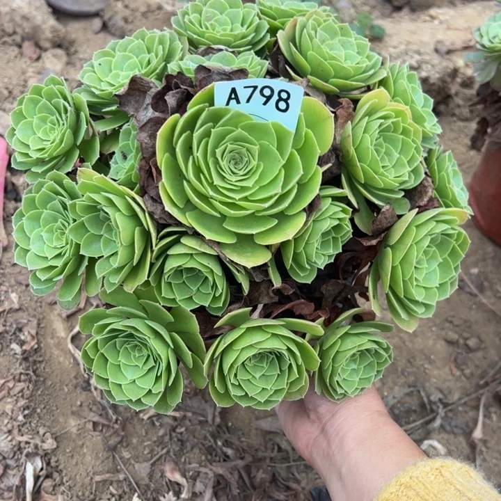 万圣夜多肉植物798.