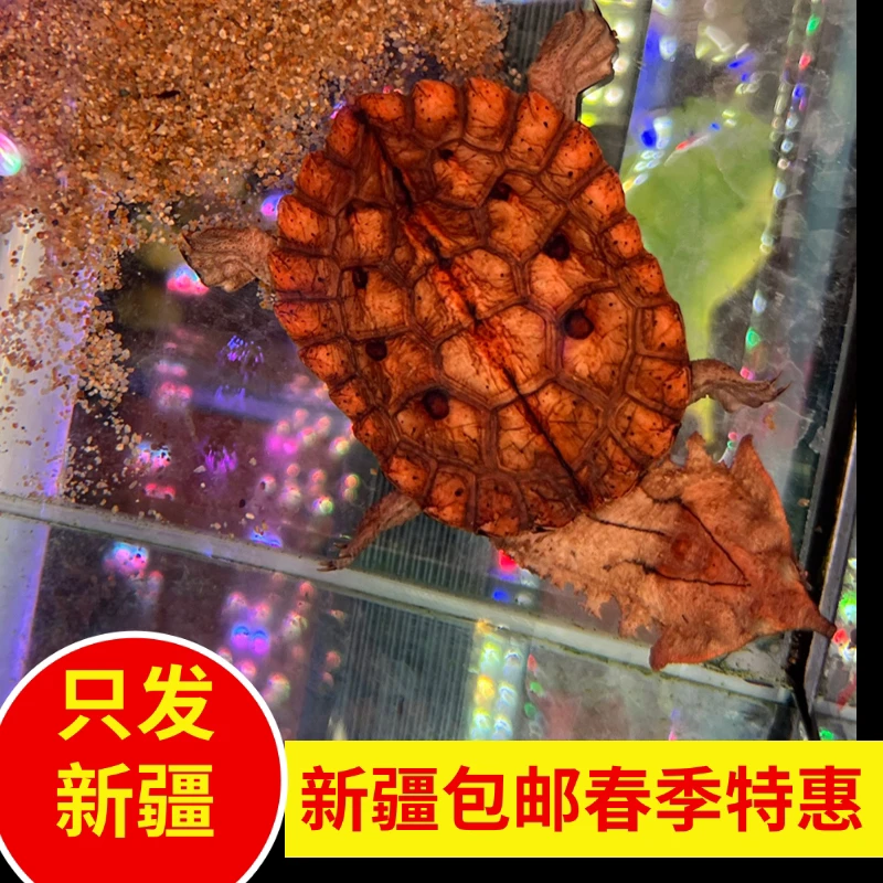 新疆鱼乐圈包邮红玛塔Matamata枯叶人工繁殖网红宠物活体
