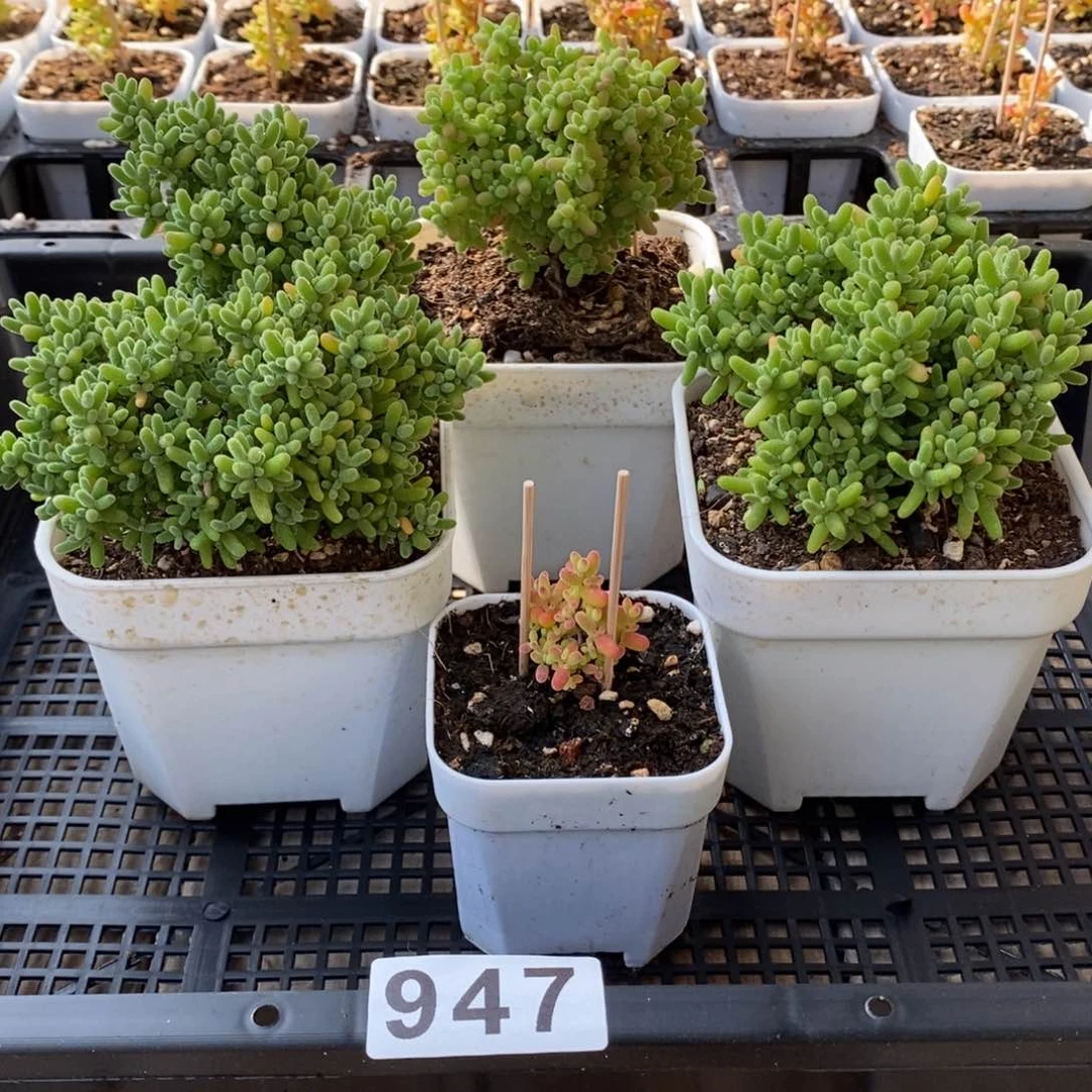 枝干番杏多肉植物947