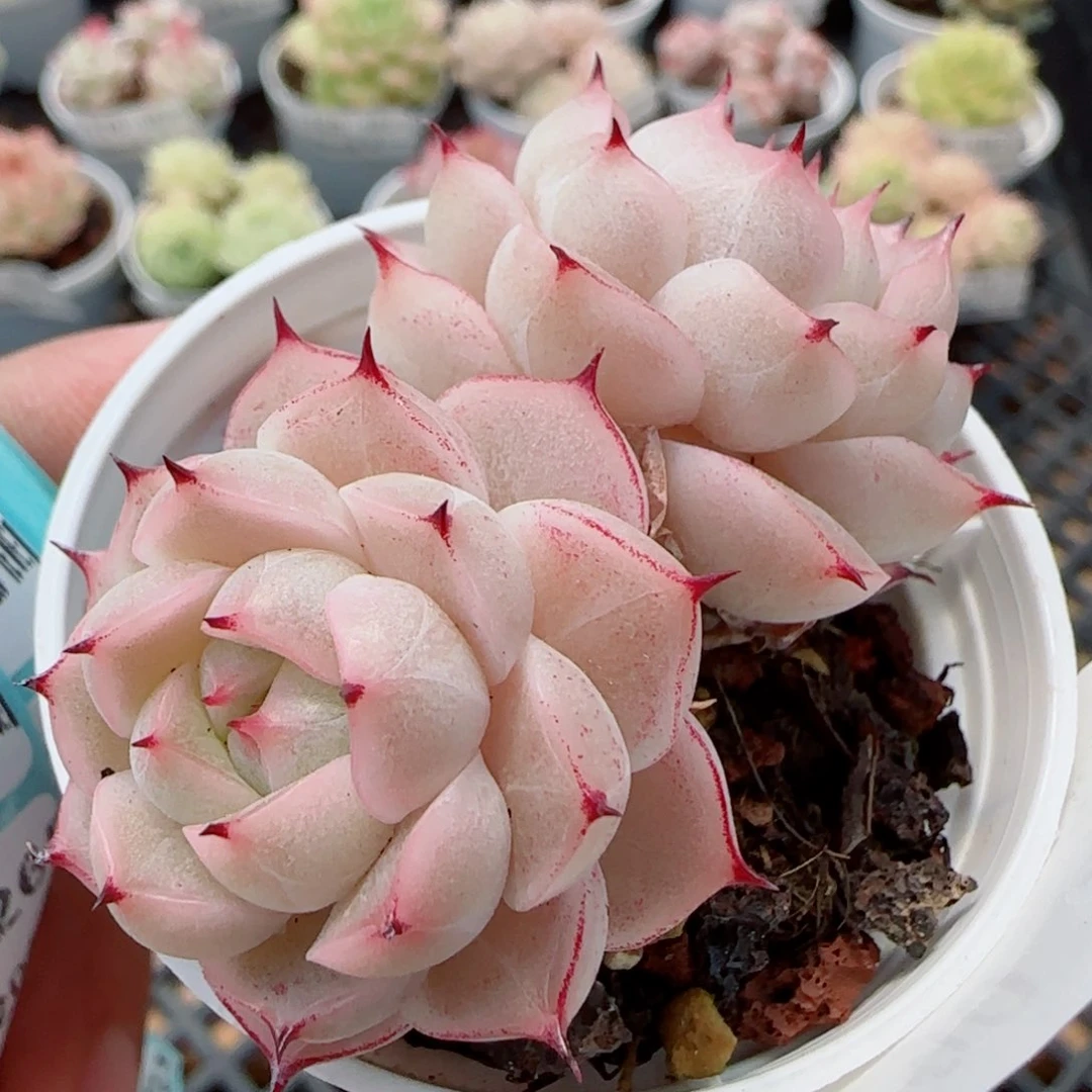 花语逸镜0326-190