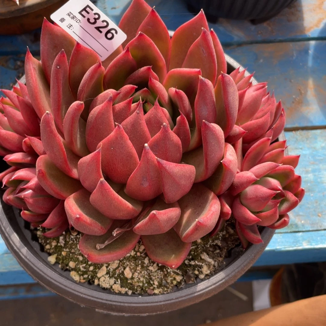 无花朵若如东云单拍E326