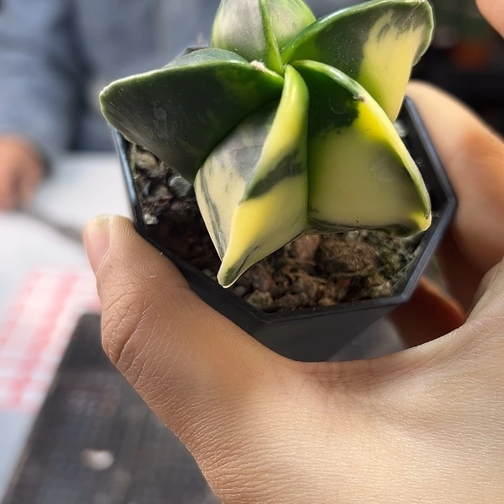 28号实生鸾凤玉散斑锦5.8公分