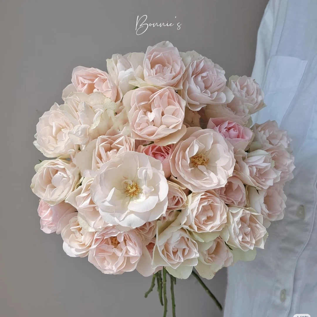 两单包邮！很仙、很粉的【莲花】玫瑰花