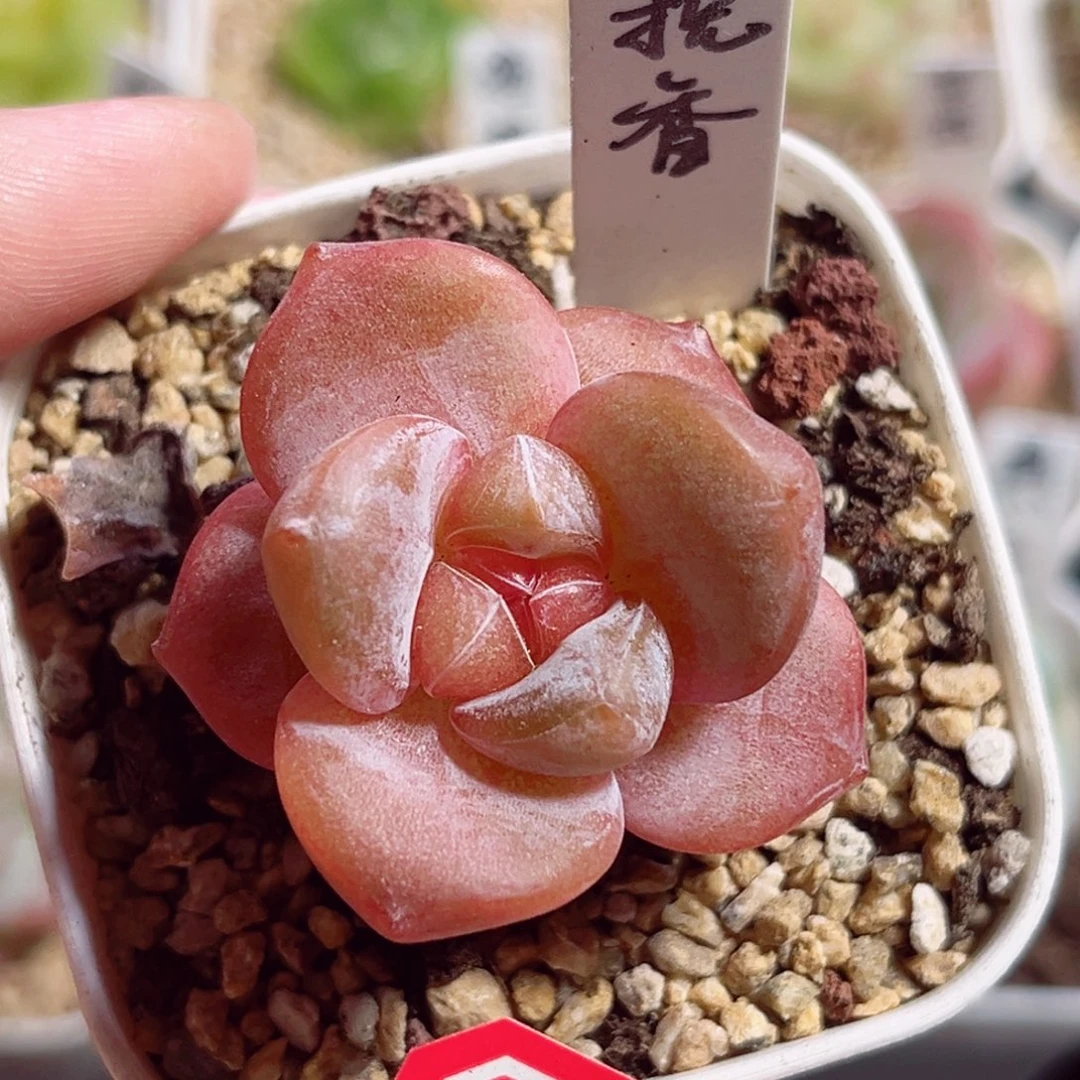 B575 一物一拍 挽香