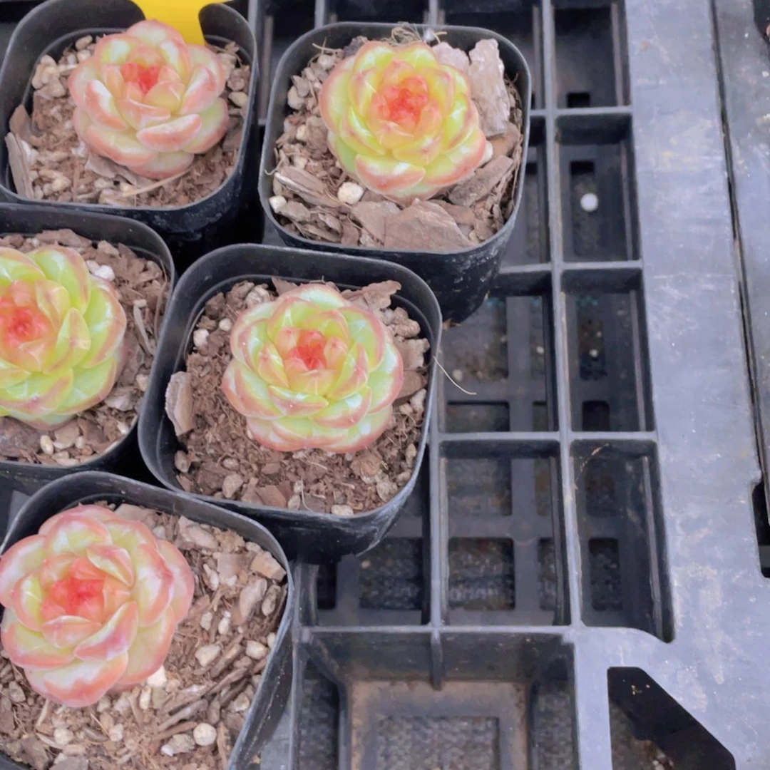 700号 丸叶糖心红钻宝石珍妮一个