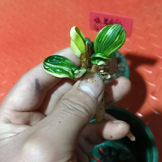 君子兰小苗君子兰小苗