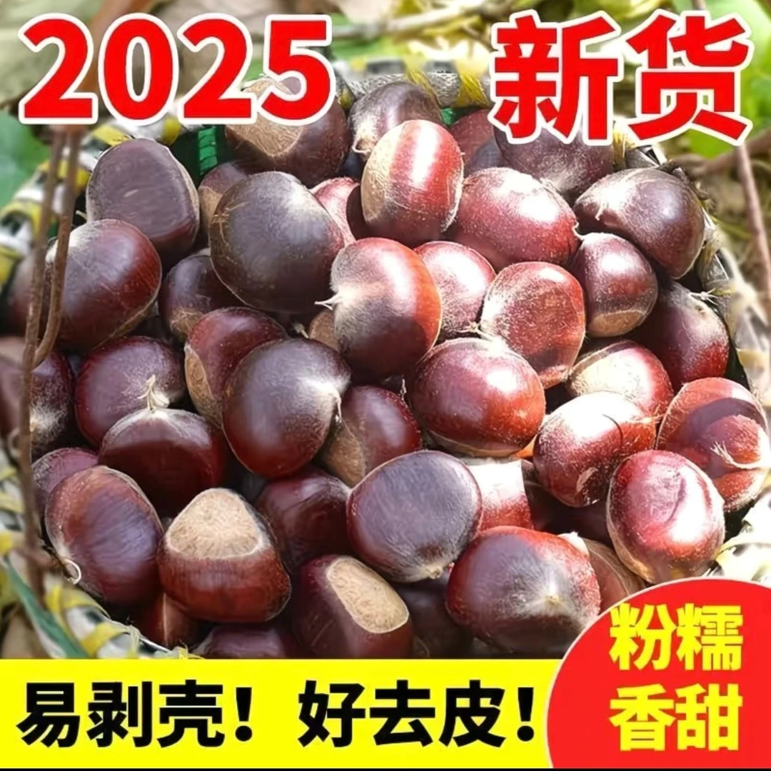 新鲜现摘香甜粉糯好剥皮的板栗美味即食