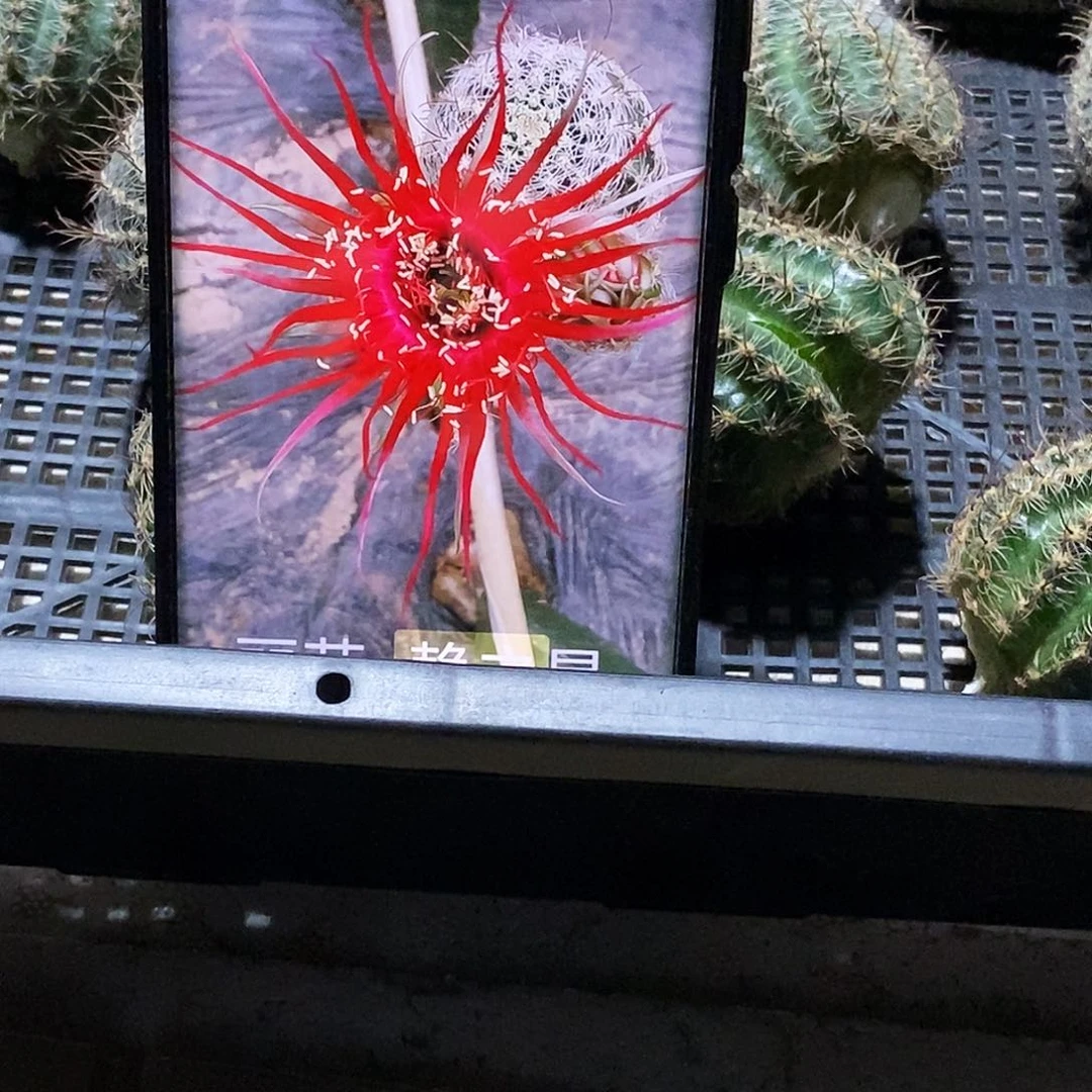 丽 赖之星侧芽歪20包邮/高 6公分