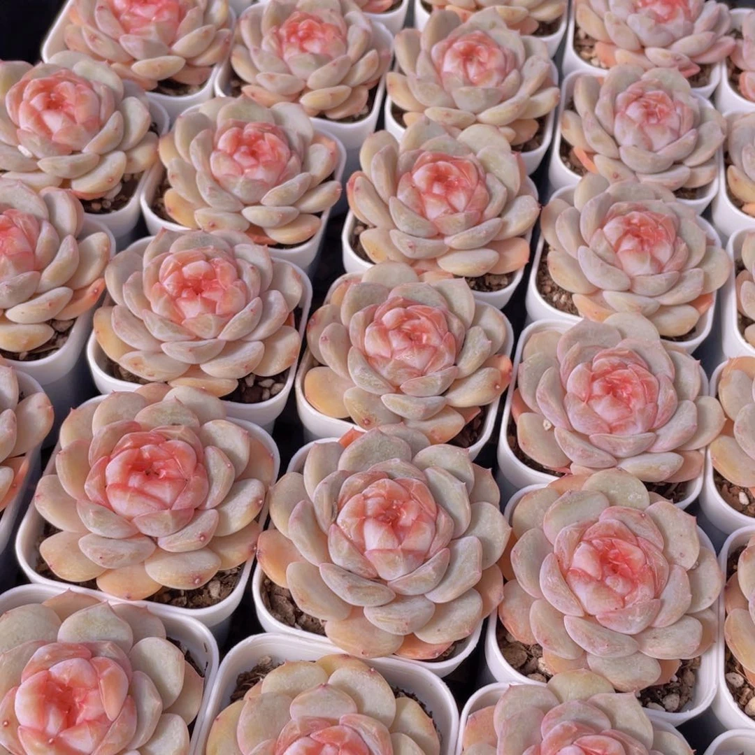 量拍144号 桃心珍妮单头一个