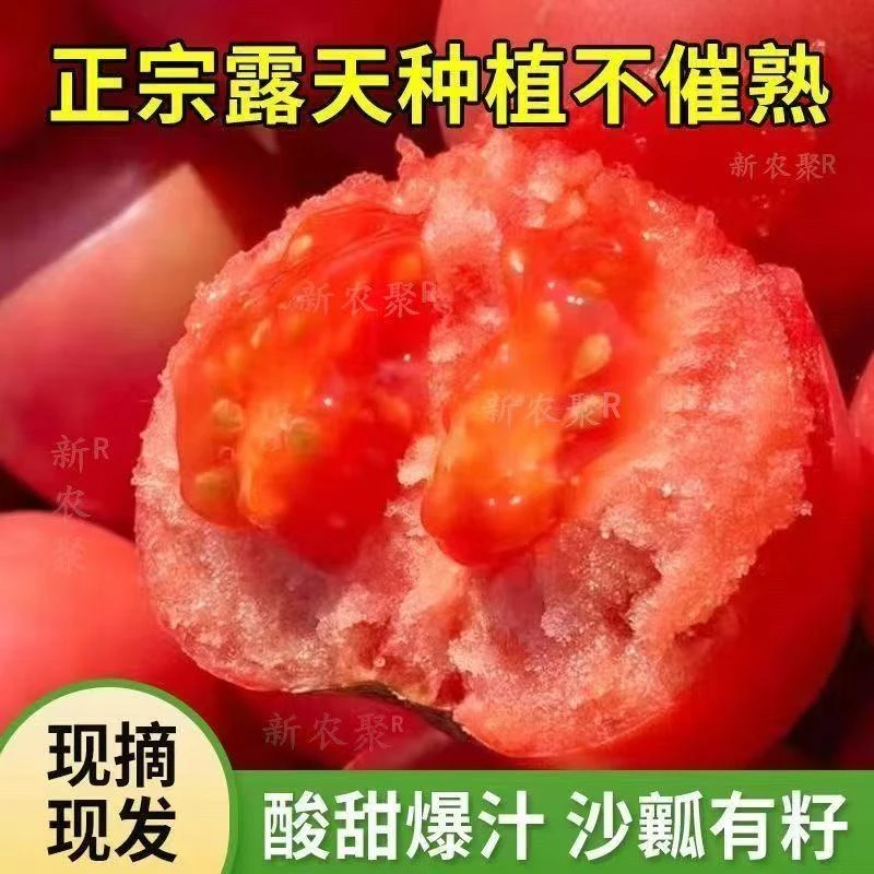 S新鲜种植农家沙瓤漏天种植沙土地农家自种不催熟酸甜爆汁番茄