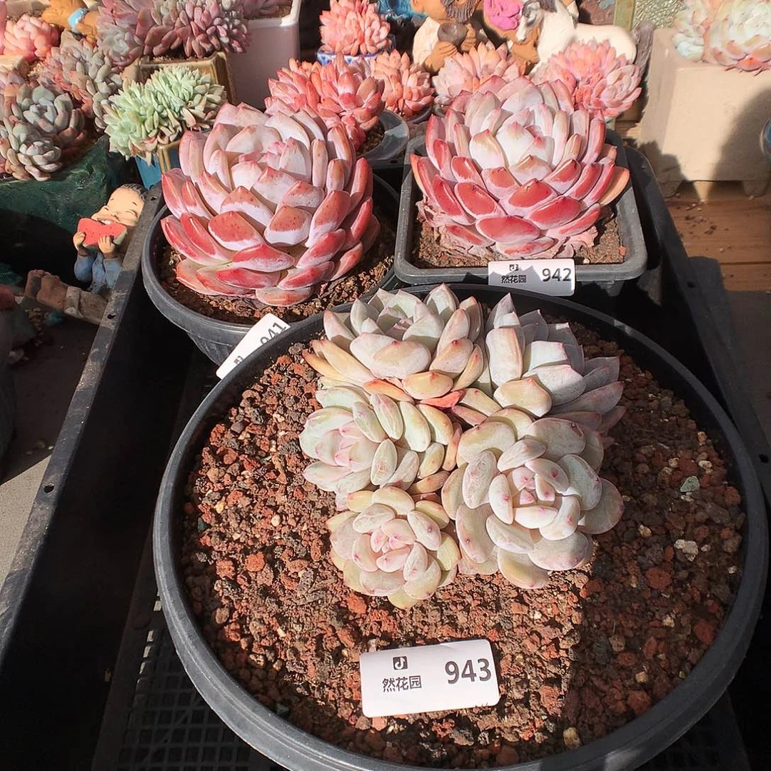 伍**C943雪天使多肉植物6666