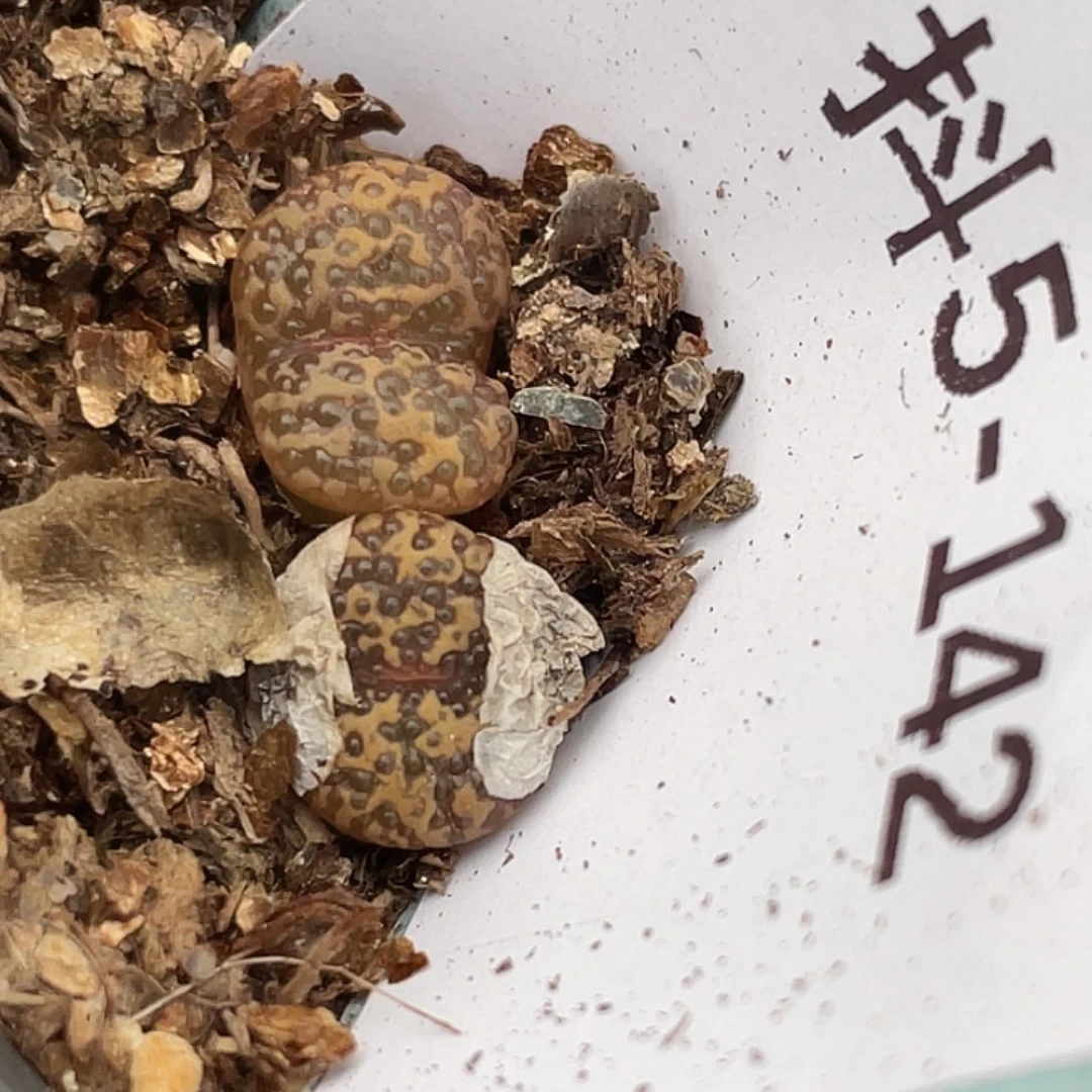 5-142泡泡勋章多肉植物