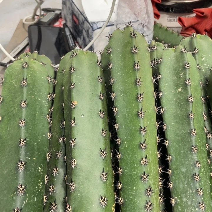 黑刺袖铺实生一代侧芽