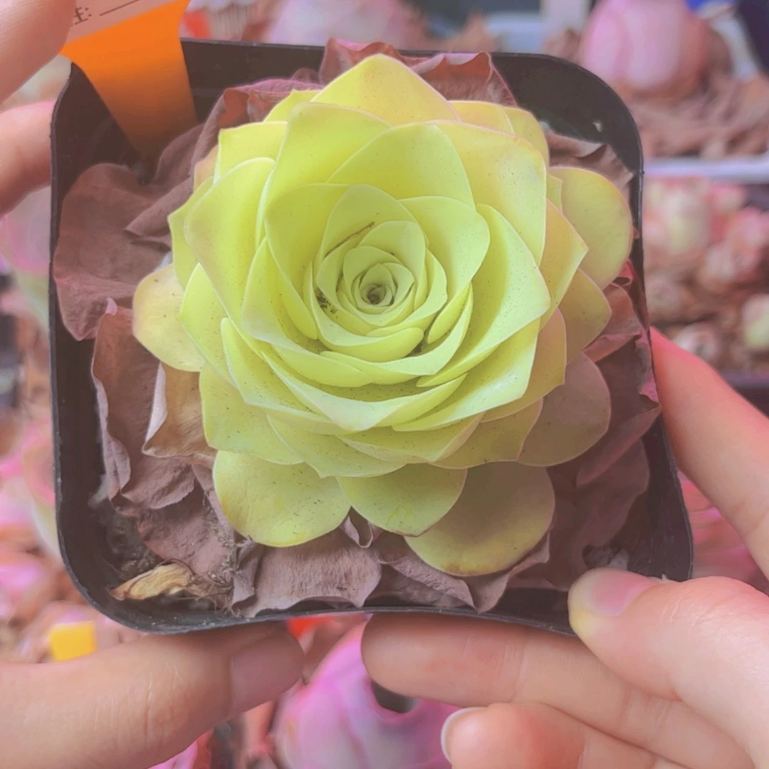 364山地玫瑰黄色