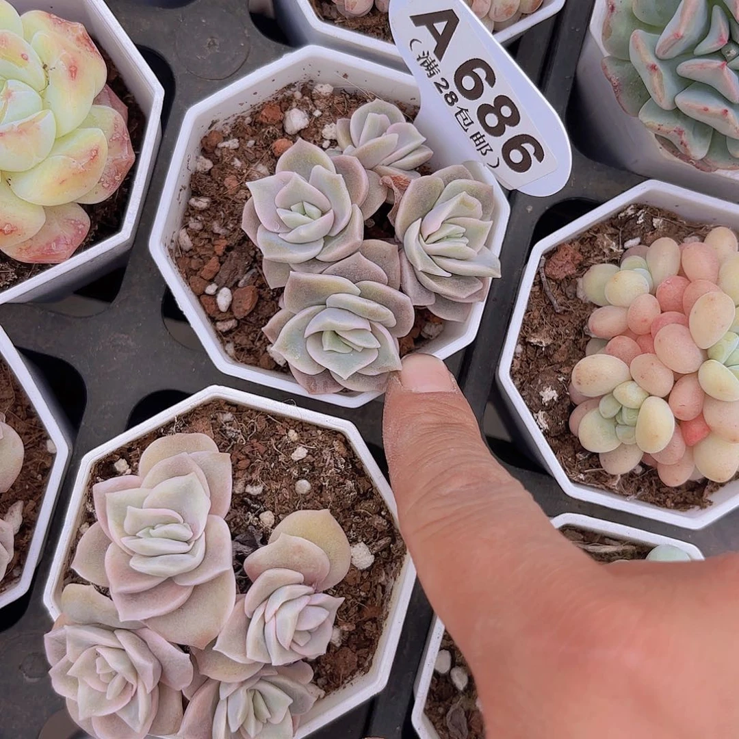 A686可爱玫瑰一物一拍