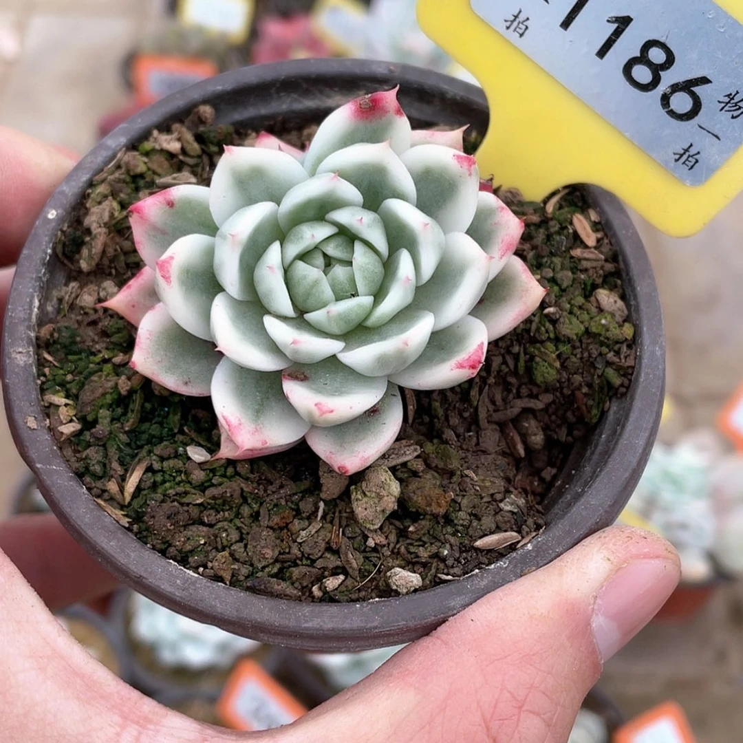 【闪购商品】1186号