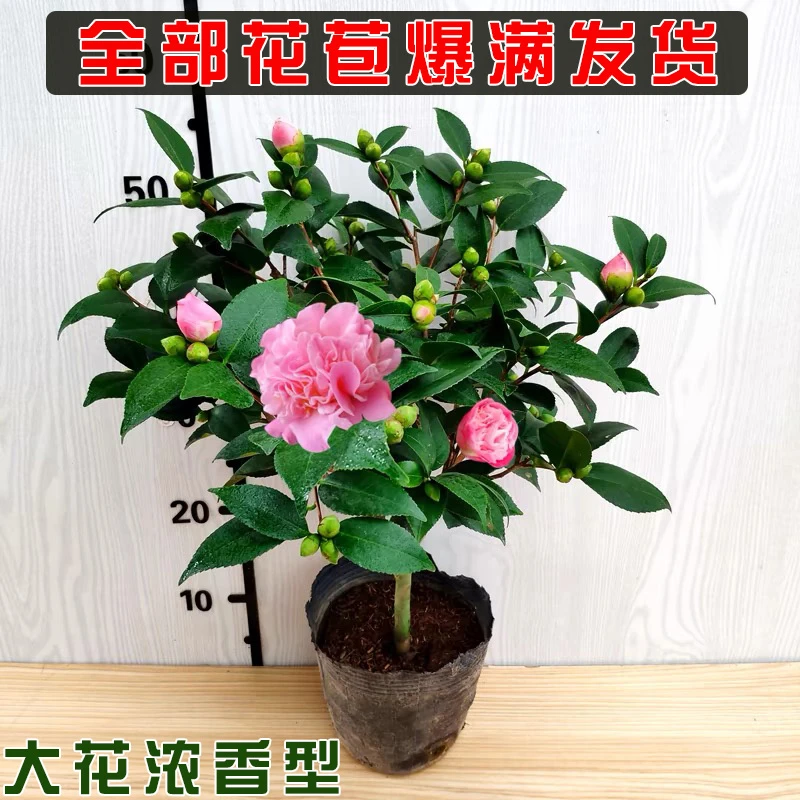 茶花盆栽大花浓香型四季开花香妃茶花树苗庭院阳台花卉植物带花苞