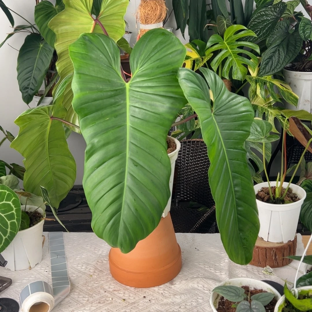 完全开放蝴蝶蔓绿绒