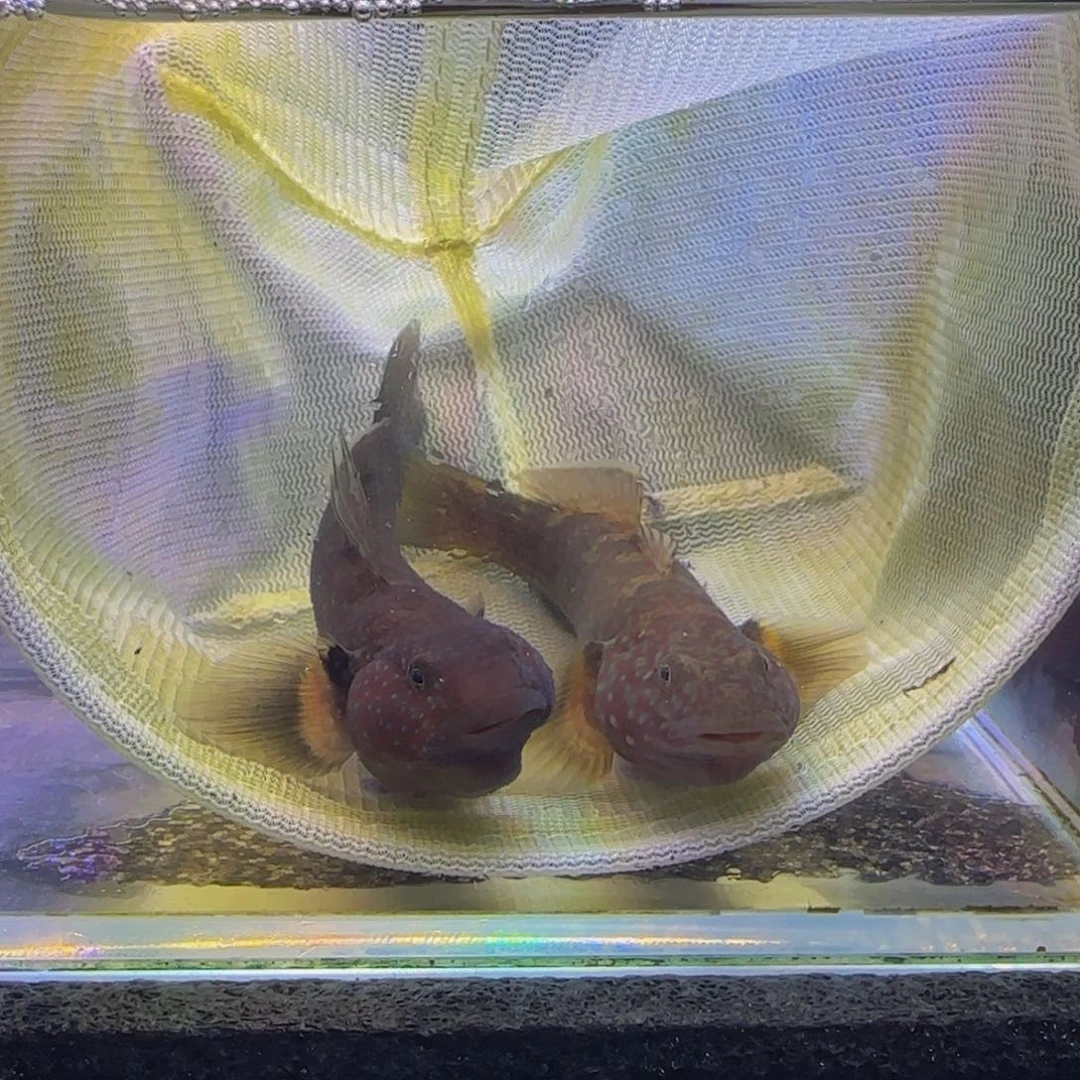 蓝口孵鱼短棘稿8尺一对