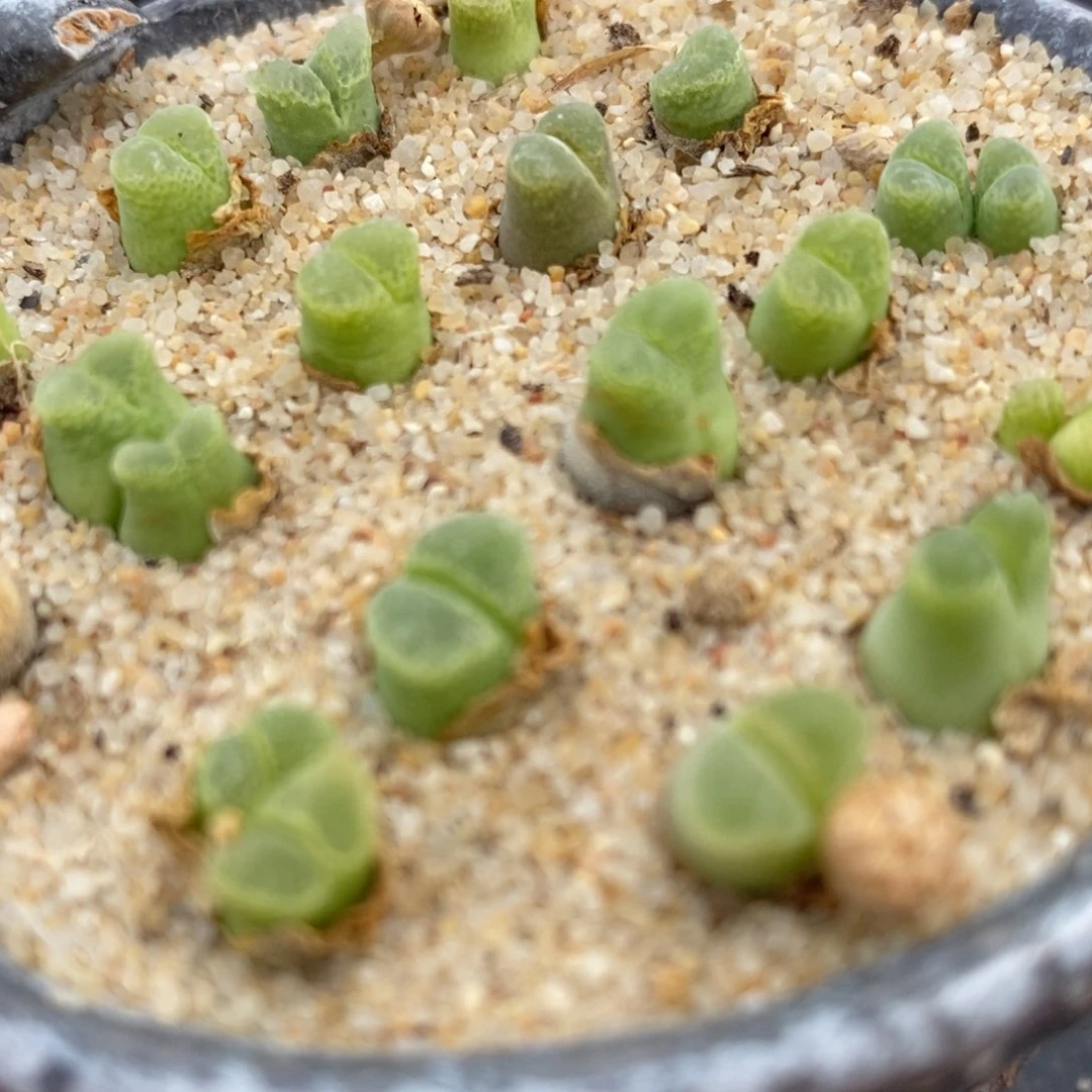 奶瓶风铃10颗一组