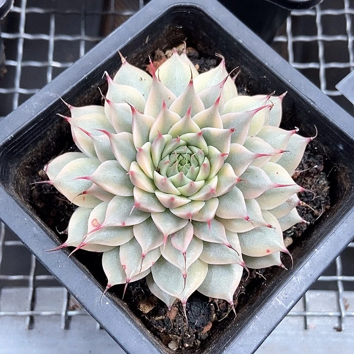 银星锦多肉植物的