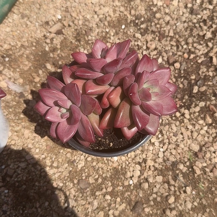 快**囚青蛙王子儿童牙膏111