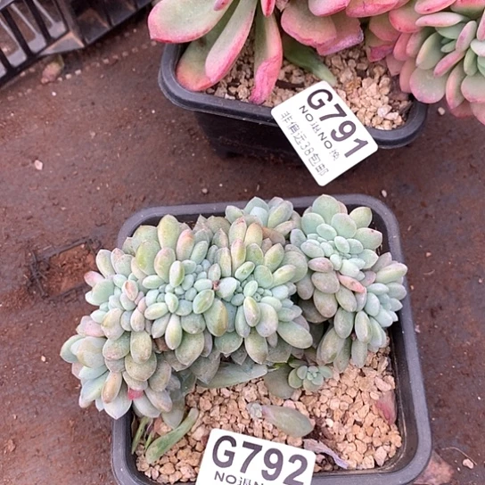 冰橙缀化792 全场亏本处理默认微瑕7-8天发货