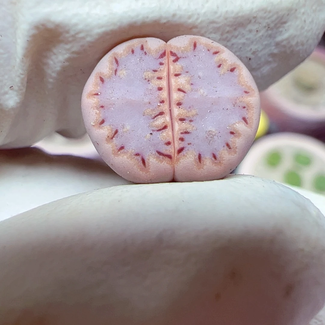 完全开放508-57优秀的肉肉