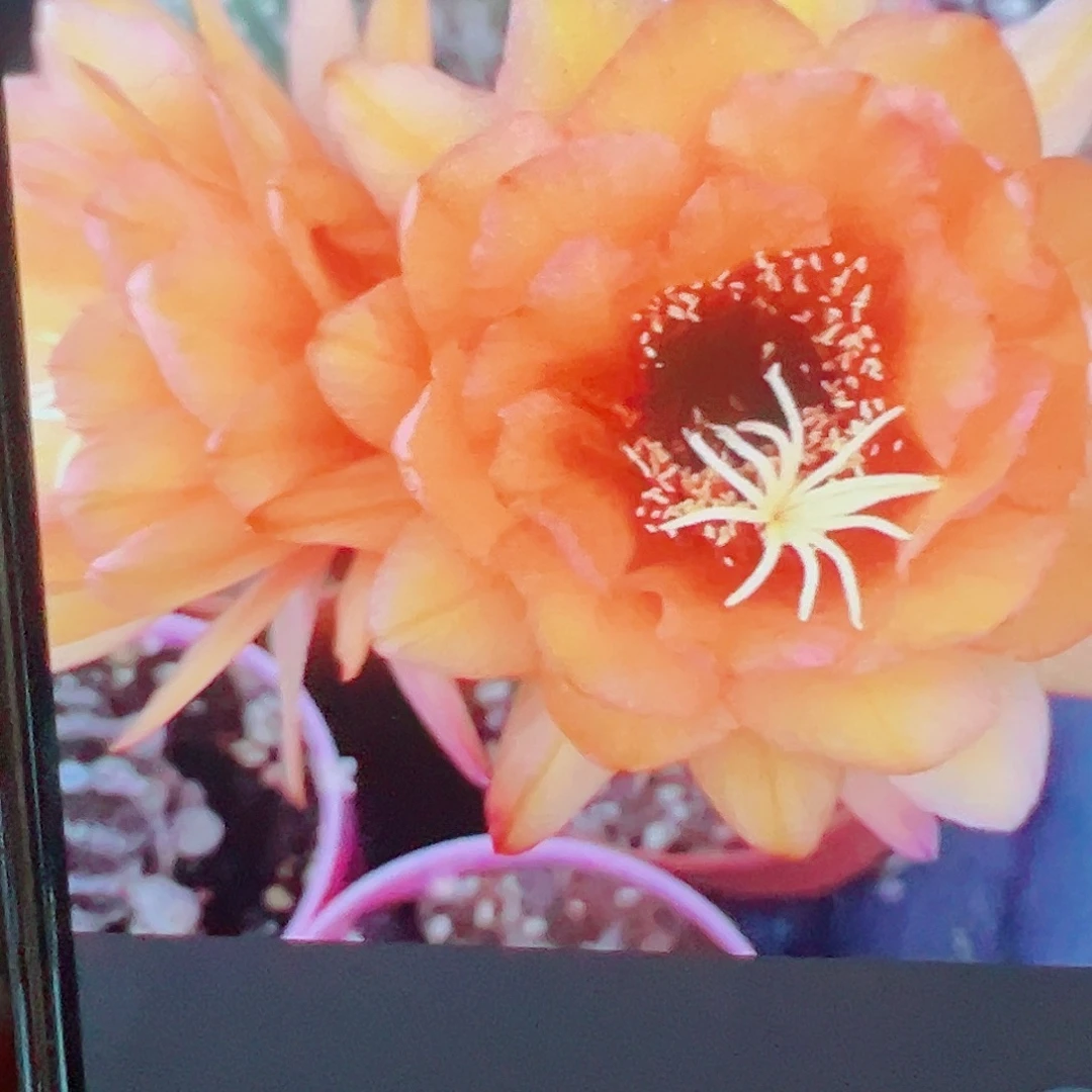 毛花柱 星橙 侧芽 5-6厘米满20包邮 福利