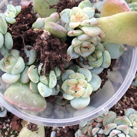 是****038甜心二饭盒小勿晒