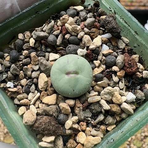 3408，小红嘴带盆土发货
