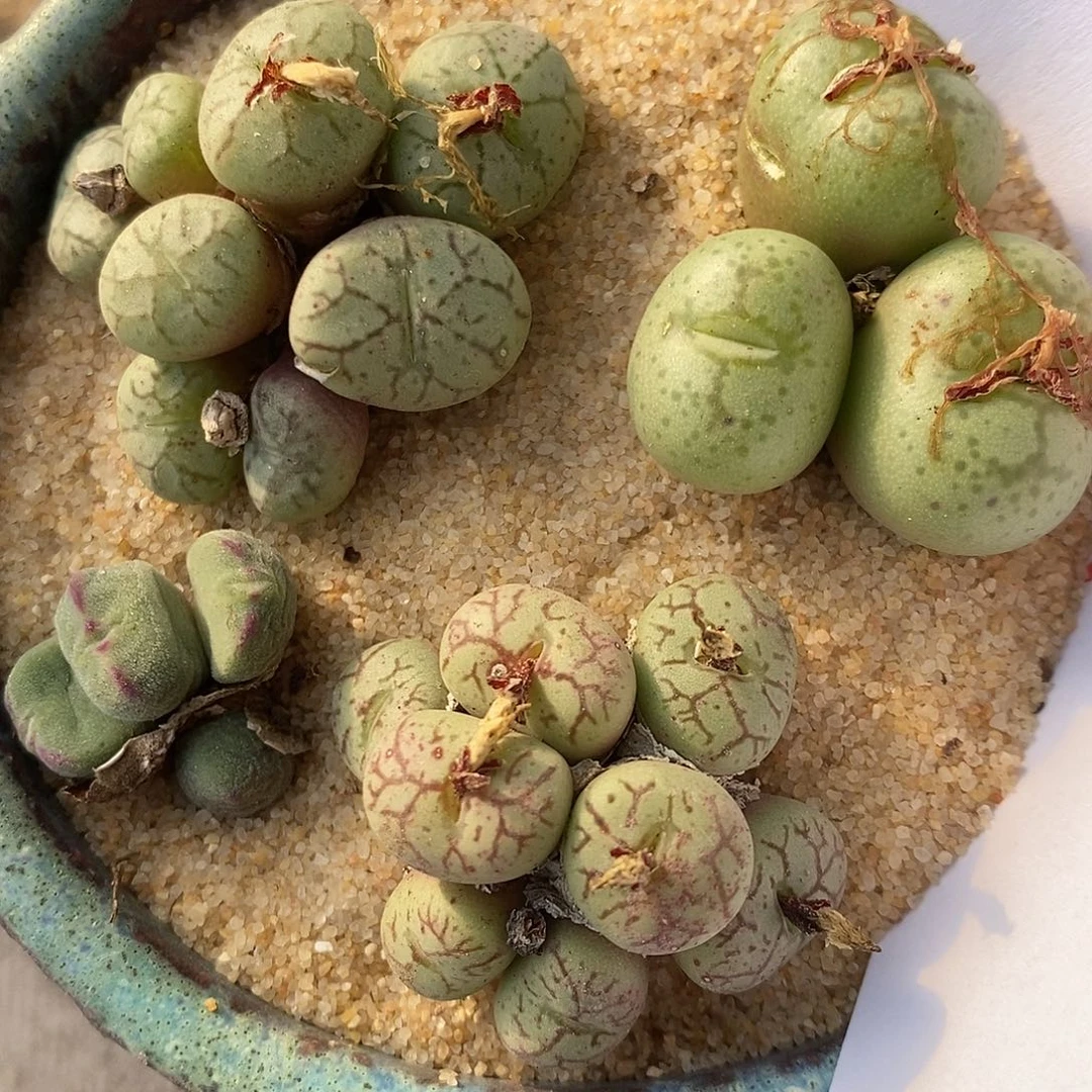 2663肉锥组合一组。