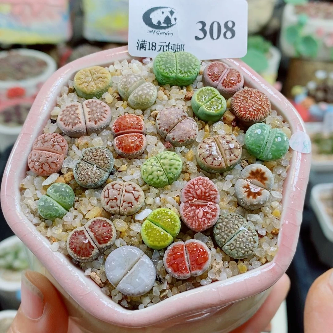 生石花花花花花花花花308