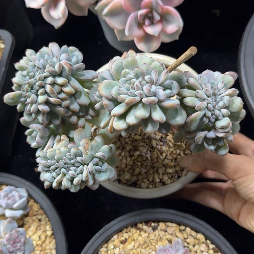 星星雪朵朵缀一物一拍