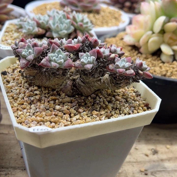 白菊 老桩 夏鸣园艺