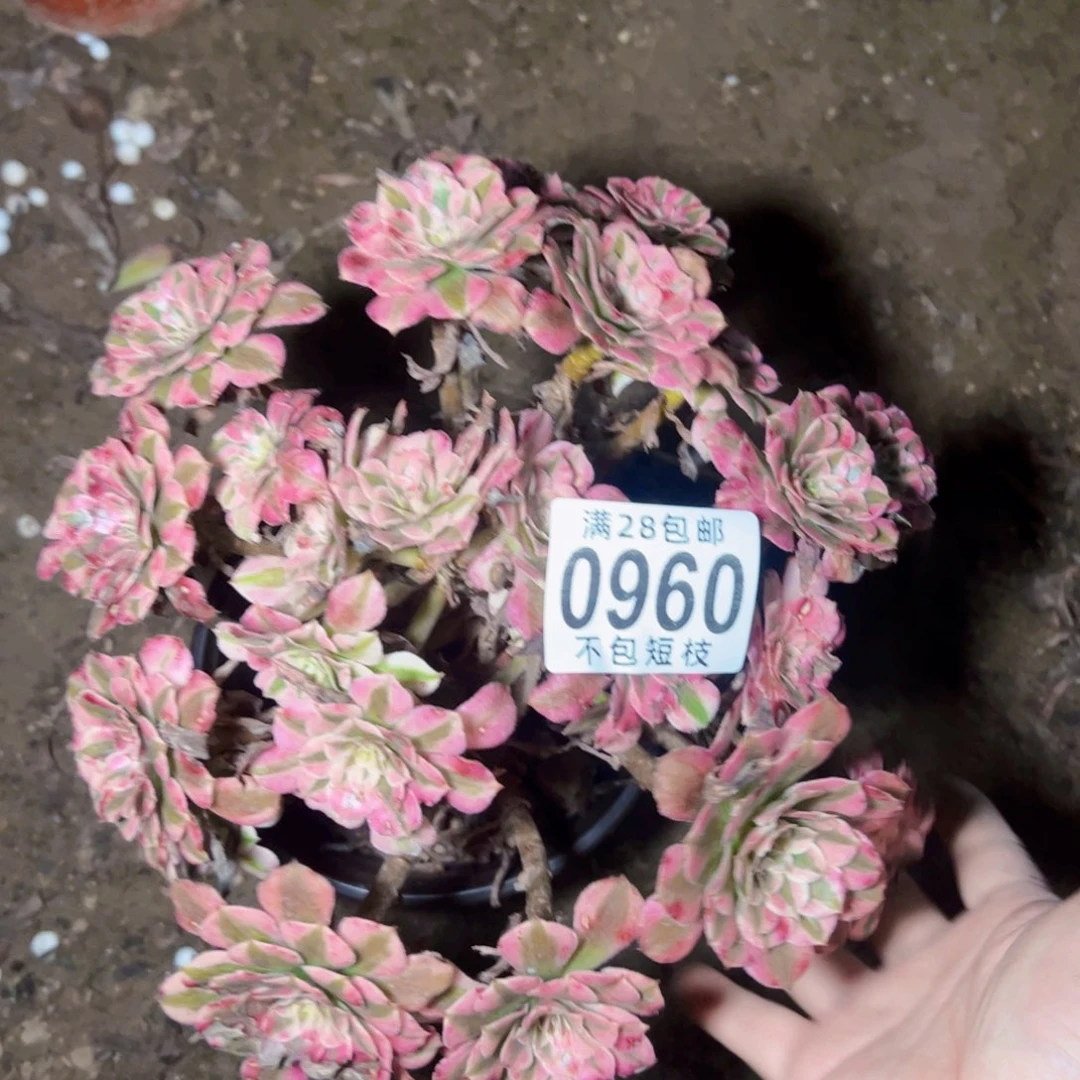 铜壶多肉植物法师0960